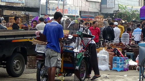 Over 15,000 Illegal Birds and Protected Animals On Sales Openly in Palembang, South Sumatra (May 30, 2016)